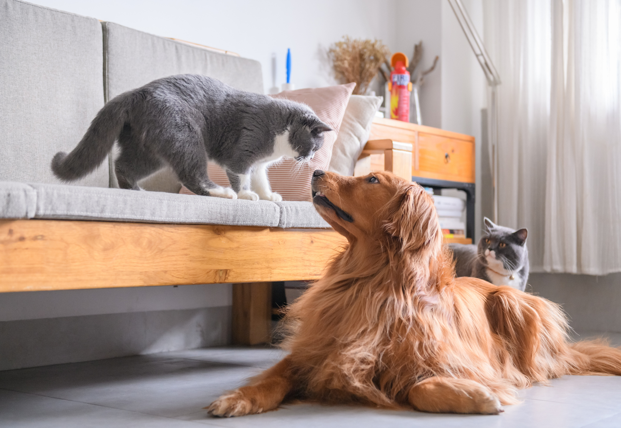 British short hair cat and golden retriever